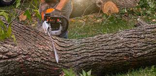 Best Tree Maintenance Programs  in Manti, UT