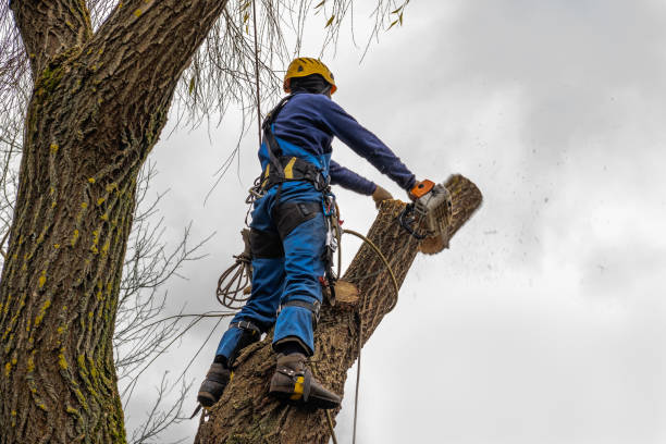 How Our Tree Care Process Works  in Manti, UT